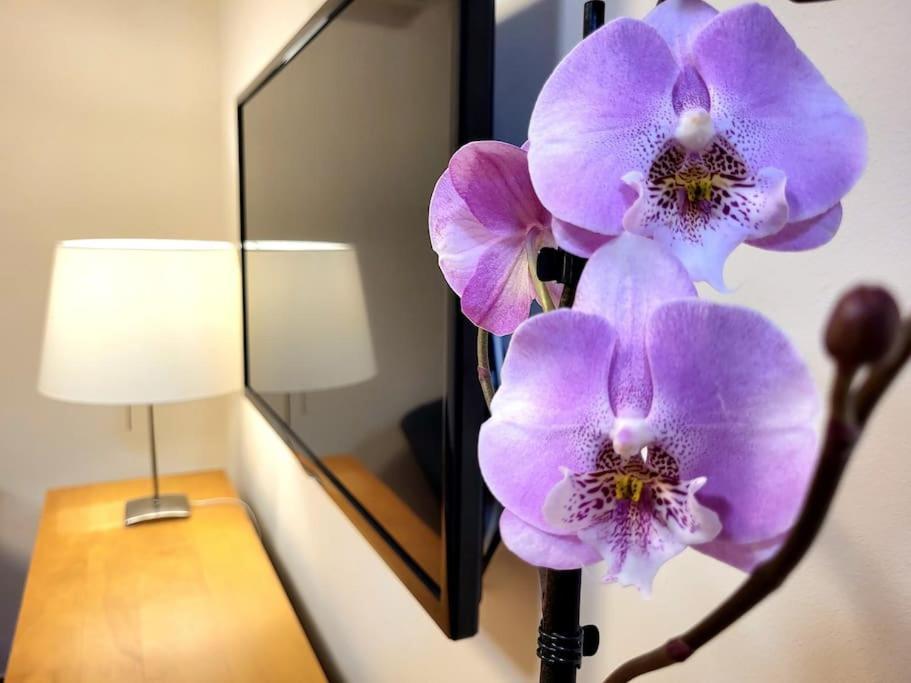 Flamenco, Apartamento Exclusivo De Dos Habitaciones En El Pleno Del Casco Antiguo, Alicante, Playa, Centro Historico, Rambla エクステリア 写真