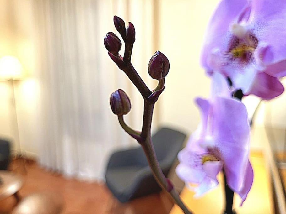 Flamenco, Apartamento Exclusivo De Dos Habitaciones En El Pleno Del Casco Antiguo, Alicante, Playa, Centro Historico, Rambla エクステリア 写真